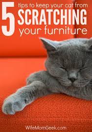 How To Stop A Cat From Scratching Your Furniture In 2020 Stop Cat Scratching Furniture Cat Training Cats