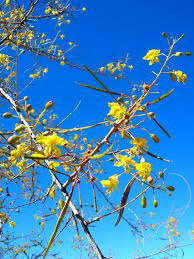 Image result for Parkinsonia africana