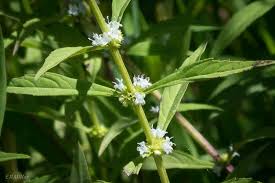 Image result for Ocimum angustifolium