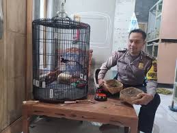 We did not find results for: Anggota Sabhara Polsek Bojong Polres Purwakarta Memiliki 17 Kandang Penangkaran Burung Murai Batu Bharata News