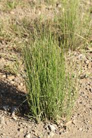 Image result for Entolasia