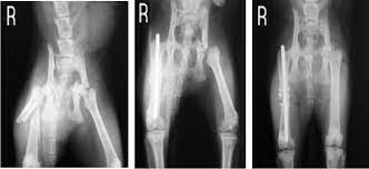 kedilerde pelvis ve kalca ekleminin travmatik lezyonlarinin klinik ve radyolojik degerlendirilmesi semantic scholar