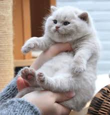 Purrr On Cute Animals Cats And Kittens Cute Baby Animals