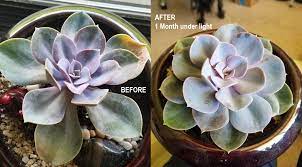 You can get the best grow lights to provide sufficient lighting for your. Grow Light Before And After 1 Month Succulents