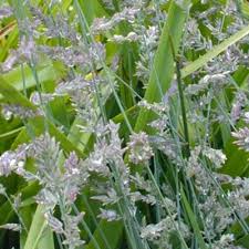 Image result for Eragrostis humidicola