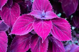 Image result for Coleus maculosus