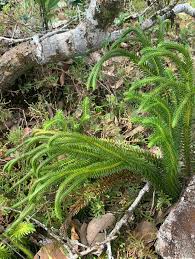 Image result for Lycopodiaceae