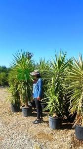 Image result for Yucca gigantea