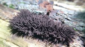 Image result for Stemonitis splendens