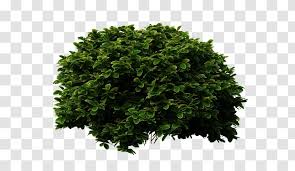 Shrub Clip Art Image Transparency Grass Plants Transparent Png Clip art is a great way to help illustrate your diagrams and flowcharts. shrub clip art image transparency