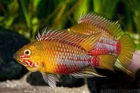 It is often labeled as cockatoo dwarf cichlid or crested cichlid due to the large rays found on the dorsal fin of male specimens. Pin On Fish Tanks