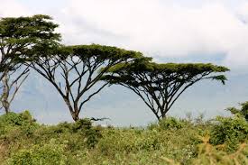 Image result for Trisetopsis milanjianum