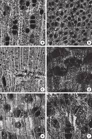 Image result for Allophylus ferrugineus