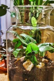 Wer sich ein neues gartenhaus wünscht, steht vor einer. Diy Minigarten Im Glas Anlegen Parzelle94 De