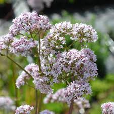 Image result for Valeriana