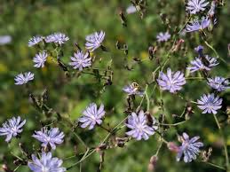 Image result for Lactuca glandulifera