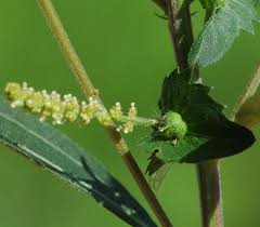 Image result for Acalypha segetalis