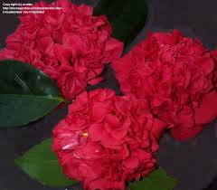 Is a wholesale plant nursery located in eustis, florida. Plantfiles Pictures Common Camellia Japanese Camellia Professor Charles S Sargent Camellia Japonica By Dreamofspring