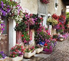 Les plantes exotiques ont la cote : Fleurs Retombantes Pour Jardinieres Plein Soleil Accrocheuses Fleurs Retombantes Decoration Jardin Petunias