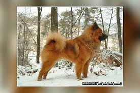 Infos Wissenswertes Uber Die Hunderasse Eurasier Wolf Chow Der Eurasier Ist Ein Selbstbewusster Ruhiger Und In 2020 Hunde Rassen Hunde Eurasier