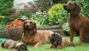 Image result for bavorský barvář