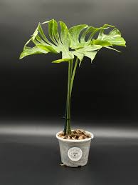 Image result for Mostuea