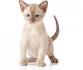 Available European Burmese Kittens For Sale & Cats For ...