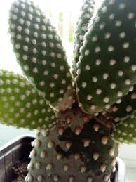 (re)planting your bunny ear cactus is similar to planting other cacti. Ask A Question Forum Bunny Ear Cactus Turning White Garden Org