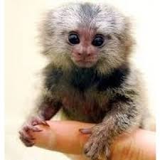 More images for pygmy marmoset finger monkey » Pygmy Marmoset Monkey Buy Live Mammals Online In India
