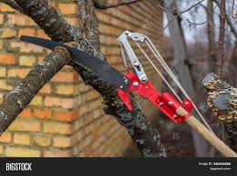 This is critical when pruning a collection of botanically related plants such as iris, orchid, street trees or trees in orchards (especially apples, pears, stonefruit and pawpaw). Garden Saw Cutting Image Photo Free Trial Bigstock