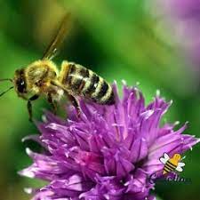 We did not find results for: Best Flowering Herbs For Bees Carolina Honeybees