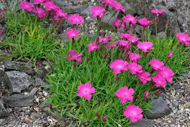 Image result for Dianthus angolensis