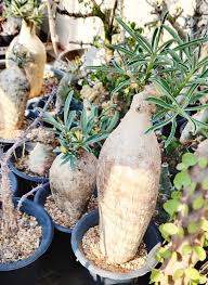 Image result for Adenium swazicum