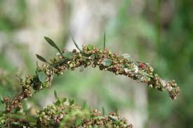 Image result for Ammannia baccifera