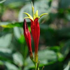Image result for Spigelia