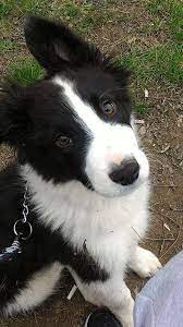 Gallery Collie Puppies Border Collie Dog Collie Dog