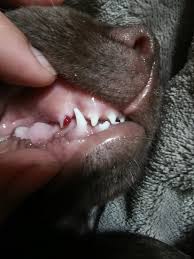 Or, you see blood on your yorkie's favorite stuffie. 11 Week Old Puppy Broken Tooth Puppy Forum And Dog Forums