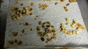There are a few different methods for germinating seeds. Germinating Decade Old Seeds Youtube