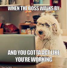 New Book Celebrates The Internet S Best Collection Of Hilarious Memes Funny Memes About Work Dog Quotes Funny Work Memes