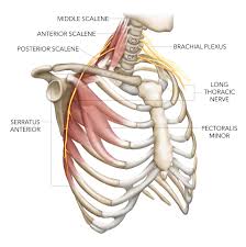 Both muscles attach to various ribs and parts of the spine. Long Thoracic Nerve Injury The Shortest Route To Recovery