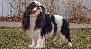 Cavalier king charles spaniel puppies for adoption near me. Cavalier King Charles Spaniel Dog Breed Profile Petfinder