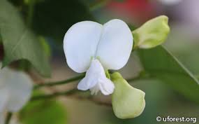 Image result for Psophocarpus