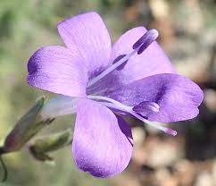 Image result for Barleria obtusa