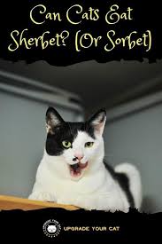 Can Cats Eat Sherbet Or Sorbet Desserts Upgrade Your Cat Sorbet Dessert Sorbet Sherbet