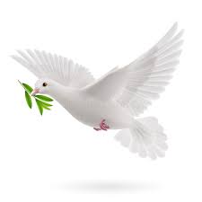 Fly Dove Dove Of Peace Flying With A Green Twig Olive After Flood On White Back Affiliate Peace Flying Dove Dove Images Dove Pictures Dove Sketches