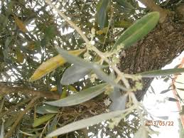 Le choix du lieu est primordial. Pourquoi Mon Olivier Ne Fait Pas D Olives 17 Messages