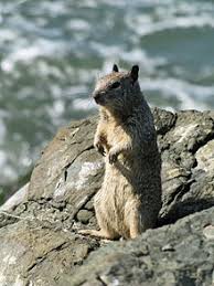 Instead of quietly avoiding rattlesnakes, they employ bravado and spunk to protect themselves from ambush. Ground Squirrel Wikipedia