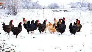 Taking Care Of Chickens During The Winter Keep Your Chicken Warm
