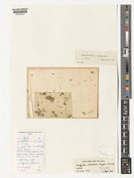 Image result for Wolffiella welwitschii