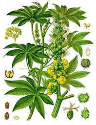 Image result for Ricinus communis